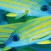 Colored Fish