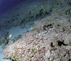 Early deglacial coral reef at 150m water depth in the Hawaiian Islands