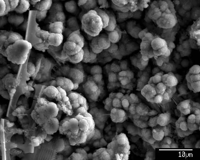 Manganese oxide precipates on ocean floor coral and foram debris