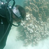 Photo of scuba diver and coral