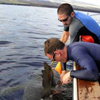 Researchers tagging shark