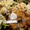 tumor on corals 