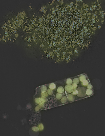 Dr. Fernanda Henderikx-Frietas project image