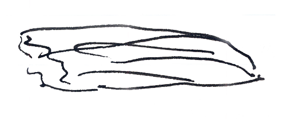 Pilot sketch: Pontoon