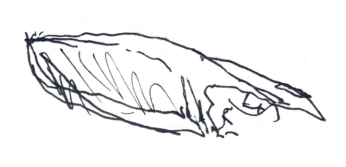 Pilot sketch: Pontoon