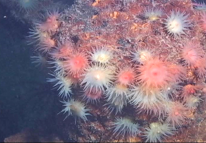 Survey: SS Helene bit with anemone