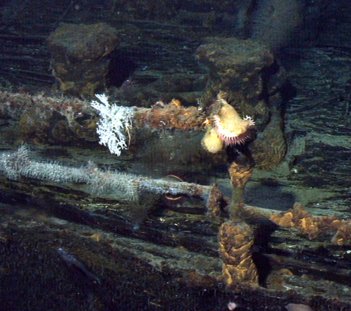 Survey: USS Kailua