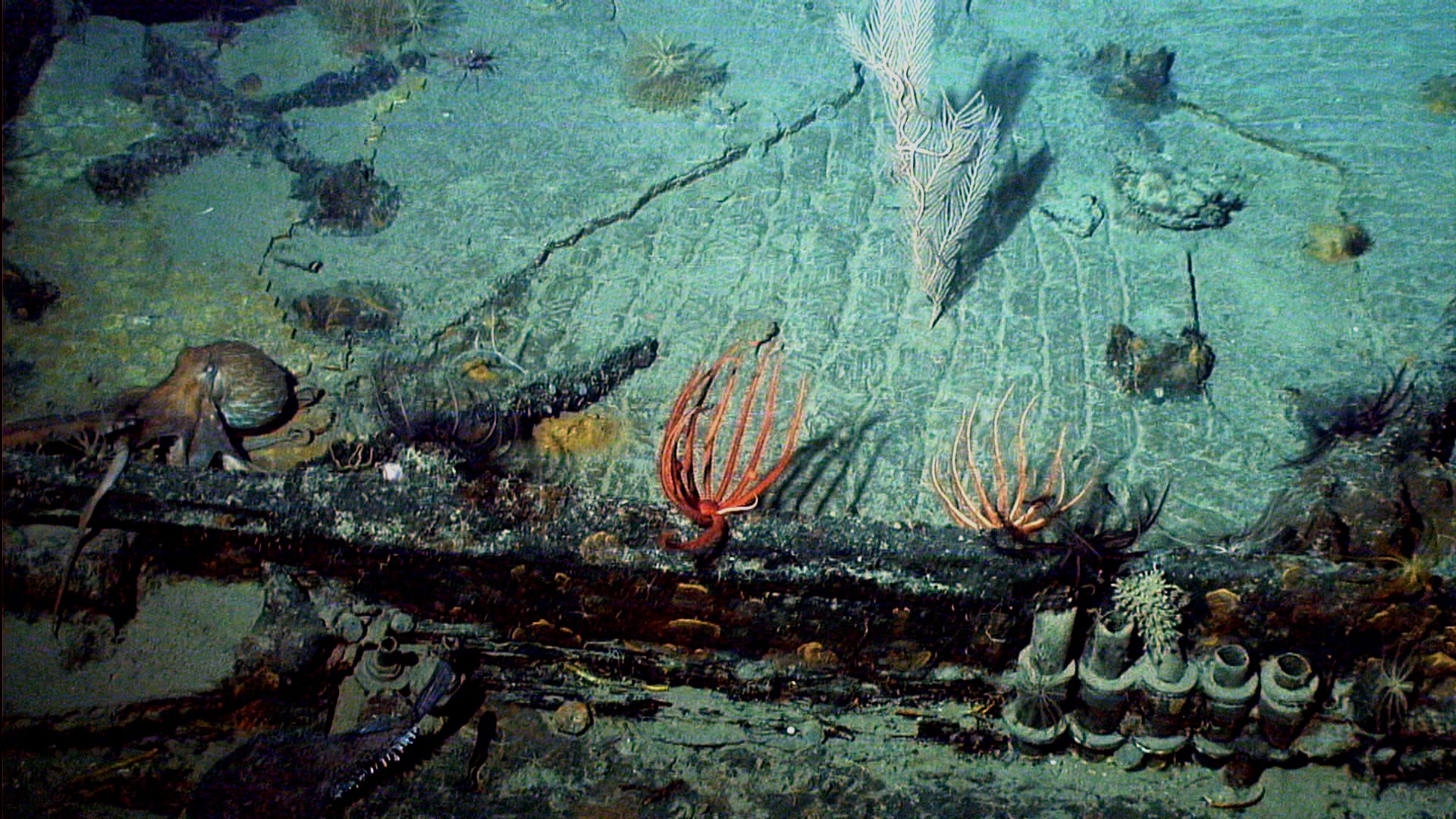 Survey: USS Baltimore