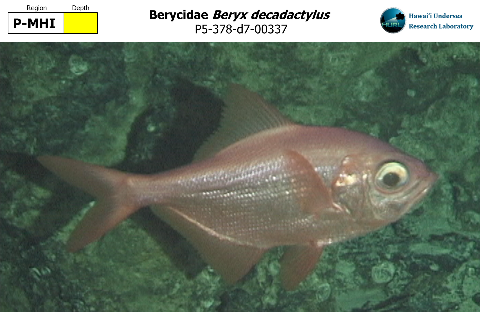 Hawaii Undersea Research Laboratory: Animal Image