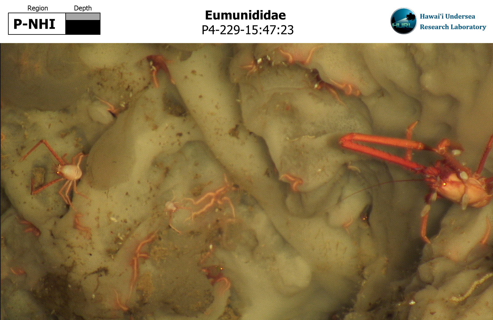 Eumunididae