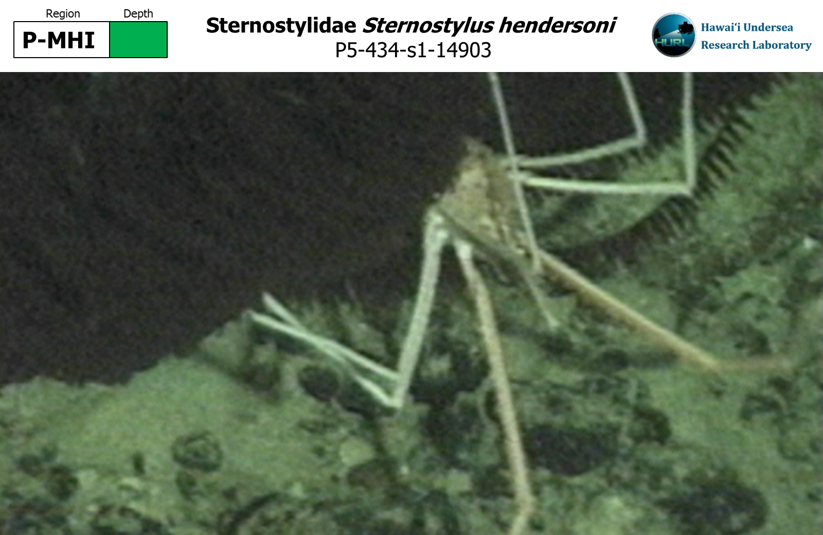Sternostylus hendersoni