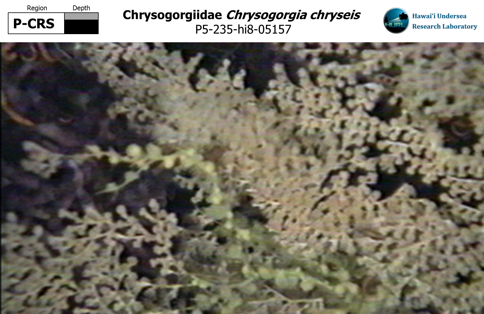 Chrysogorgia chryseis
