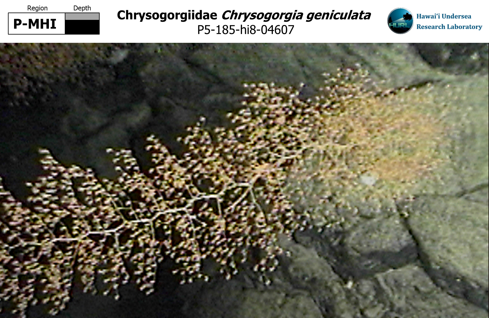 Chrysogorgia geniculata