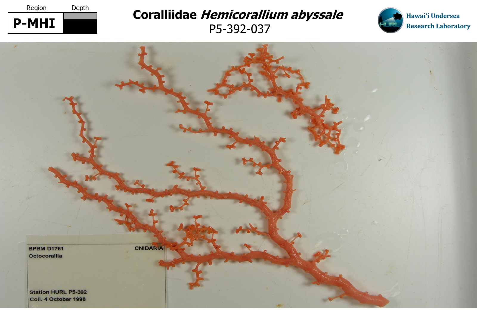 Hemicorallium abyssale