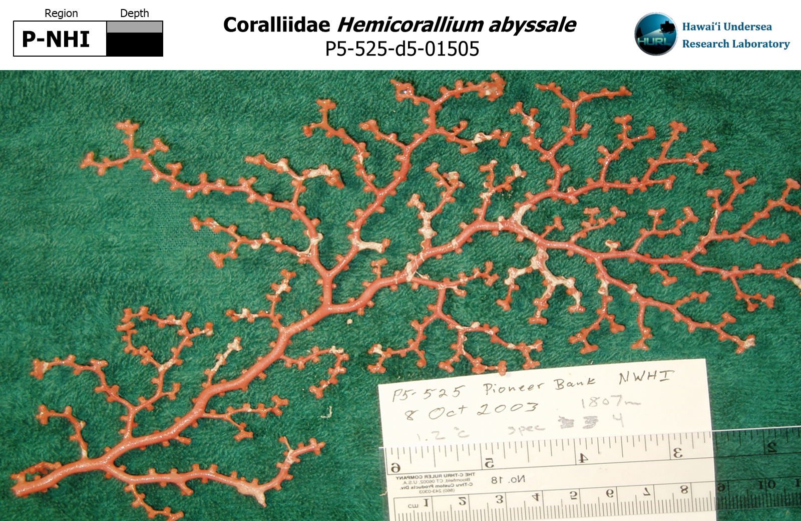 Hemicorallium abyssale