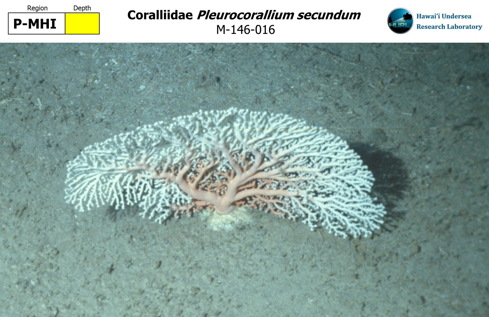 Pleurocorallium secundum