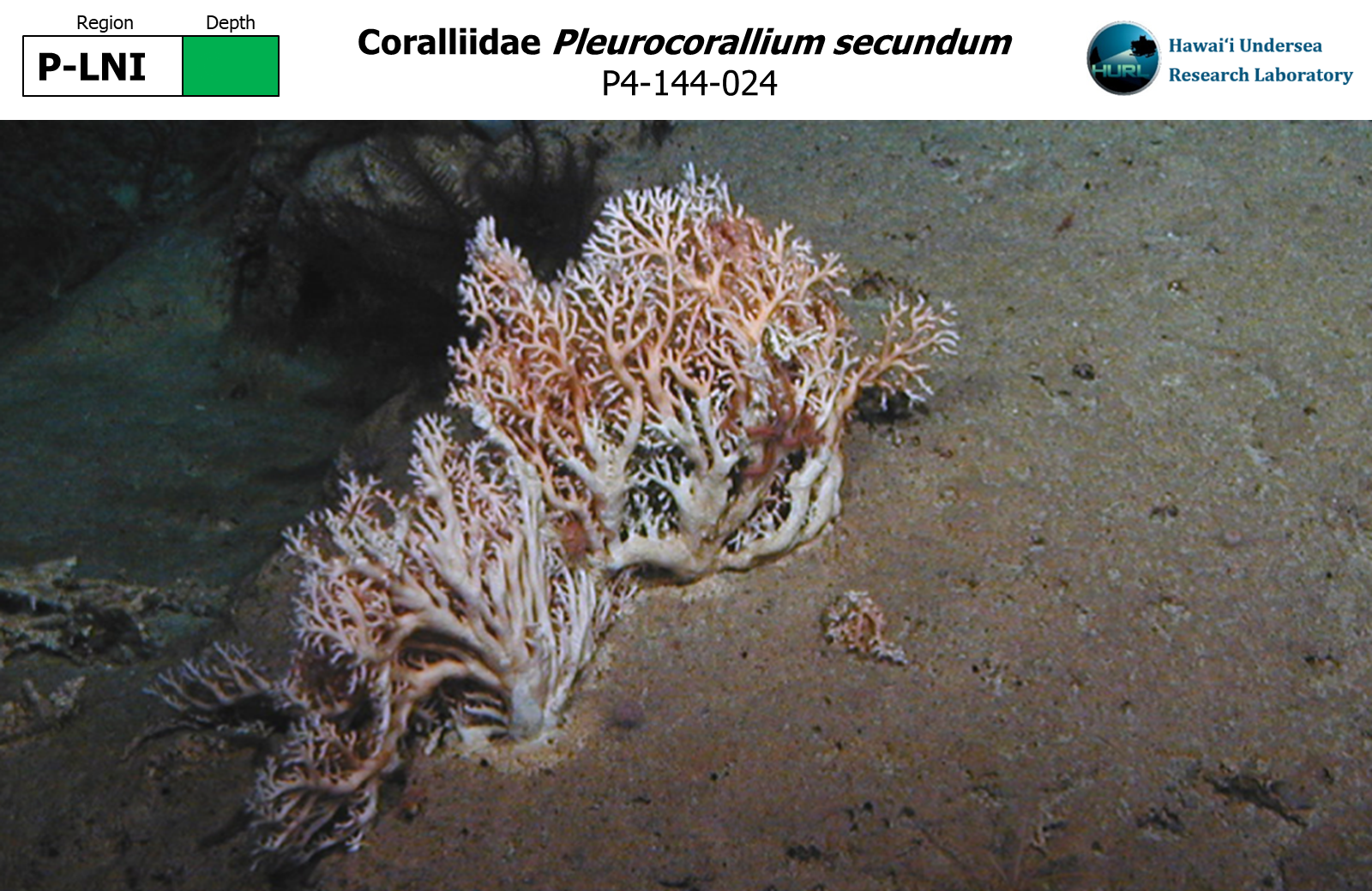 Pleurocorallium secundum