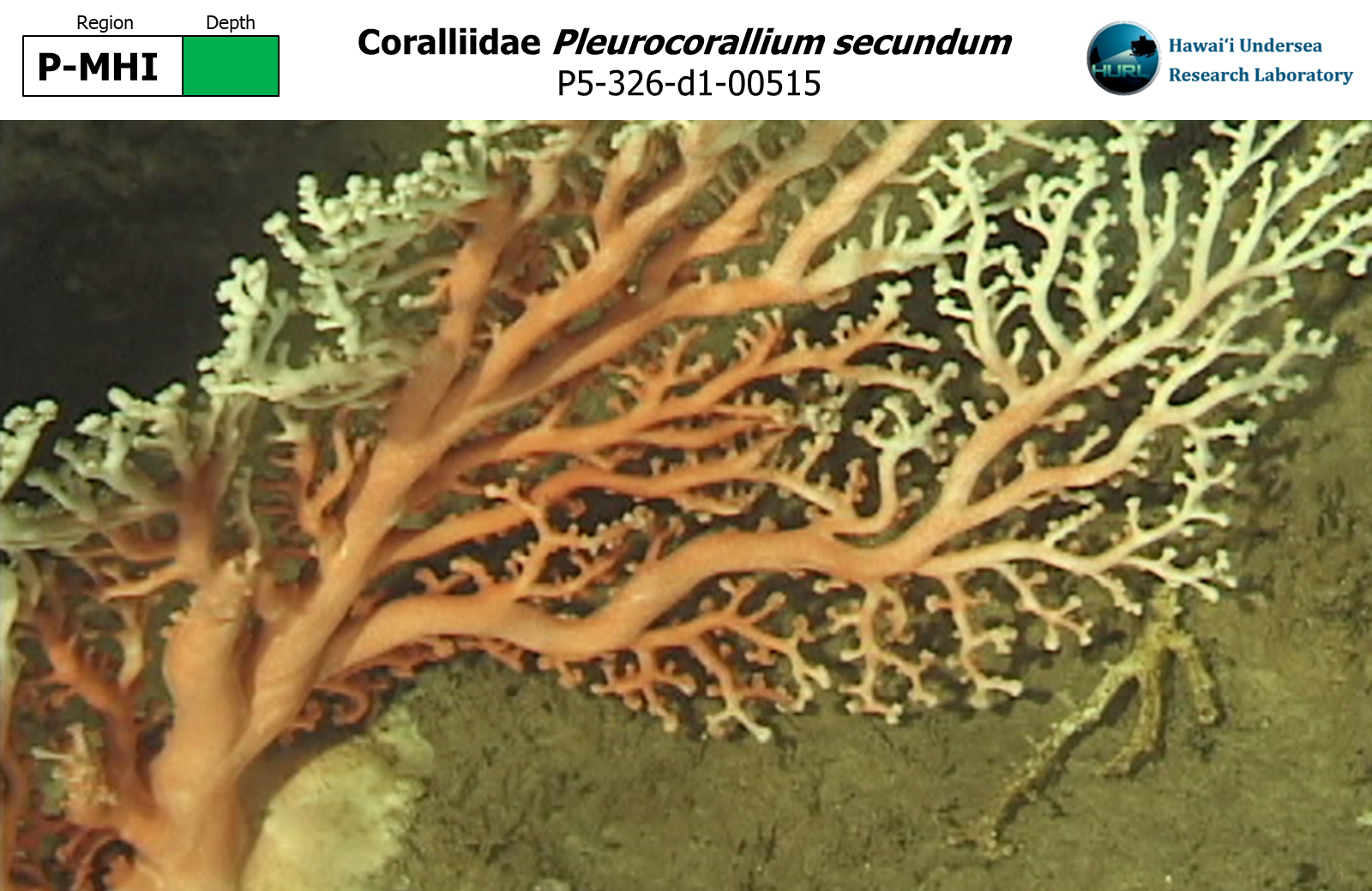 Pleurocorallium secundum