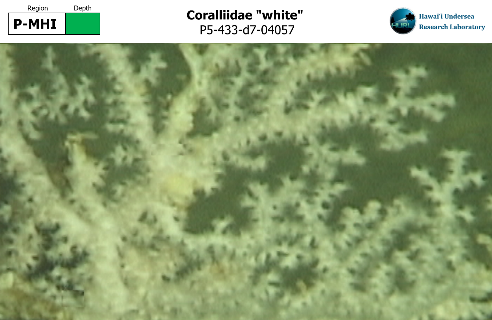 Coralliidae "white"