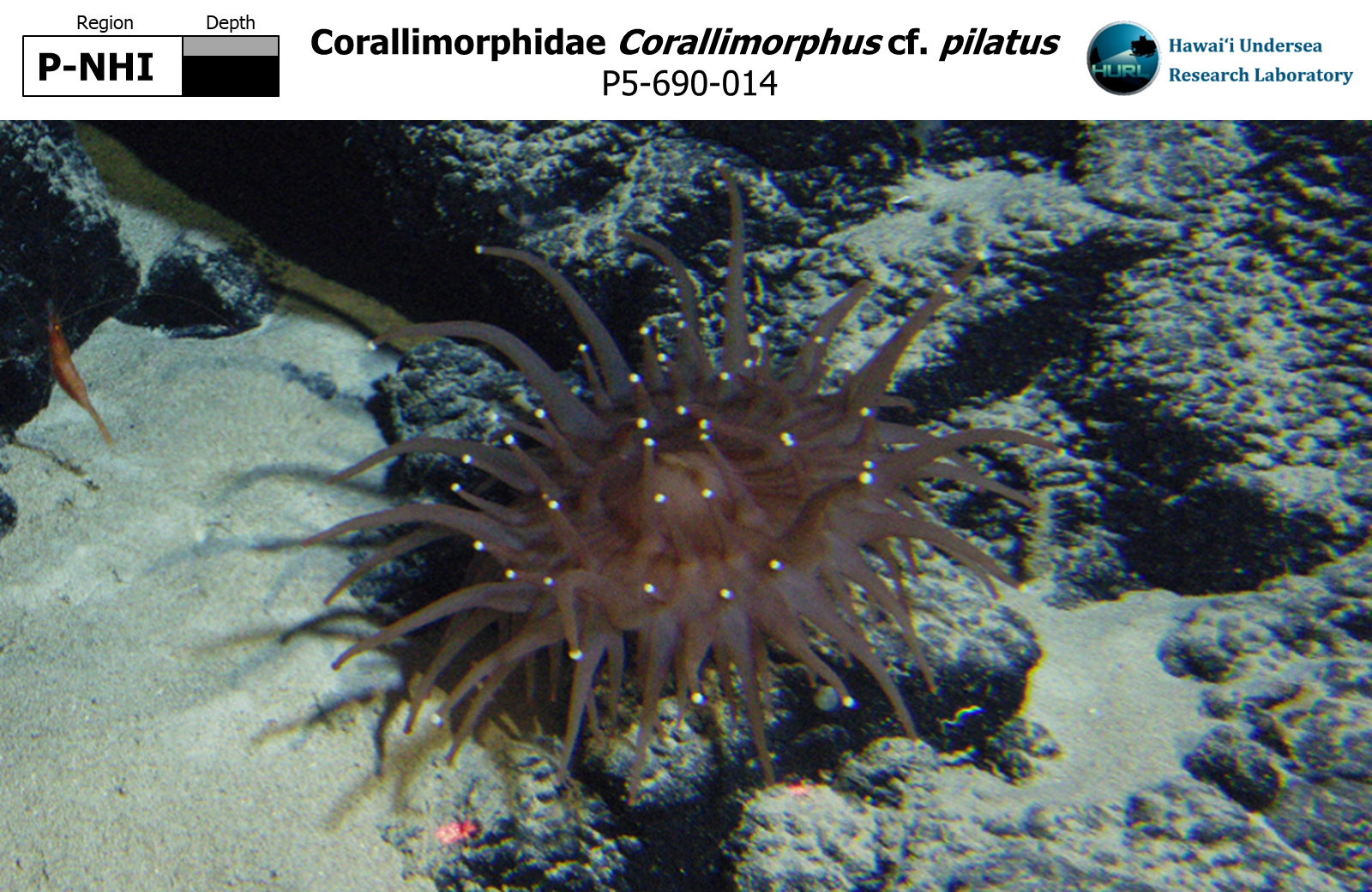 Corallimorphus cf. pilatus