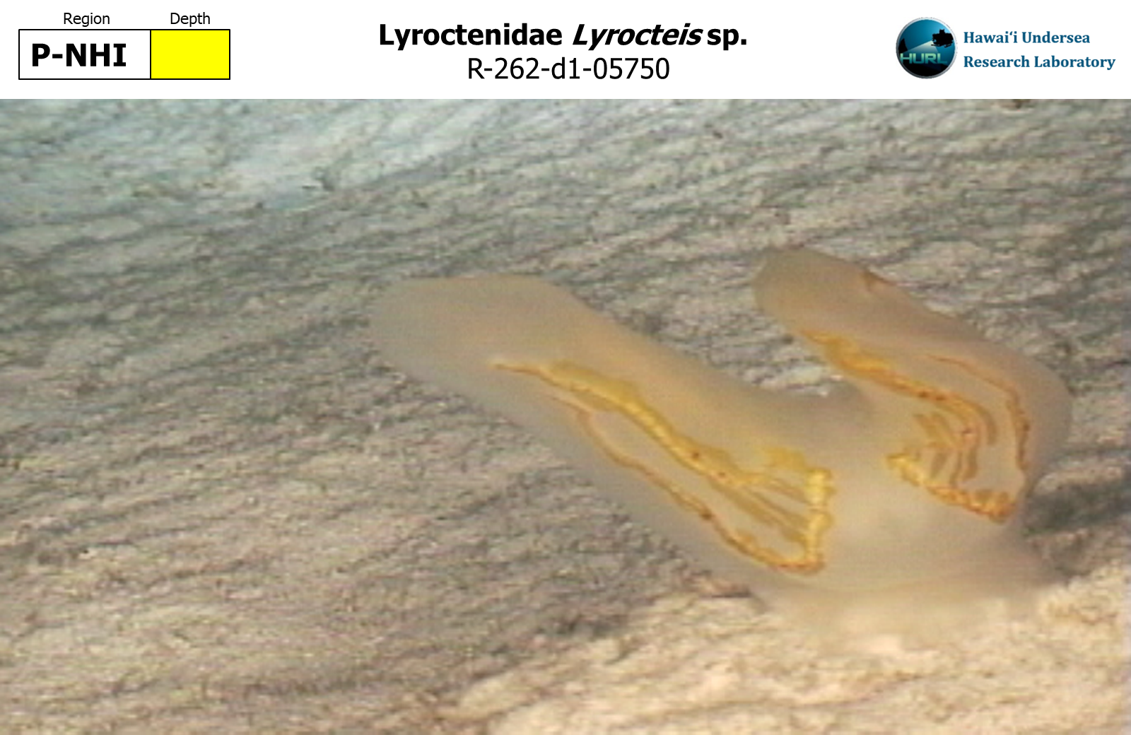 Lyrocteis sp.