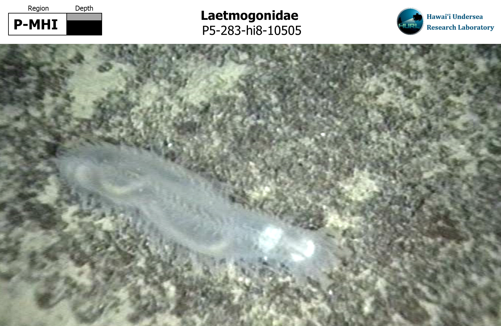 Laetmogonidae
