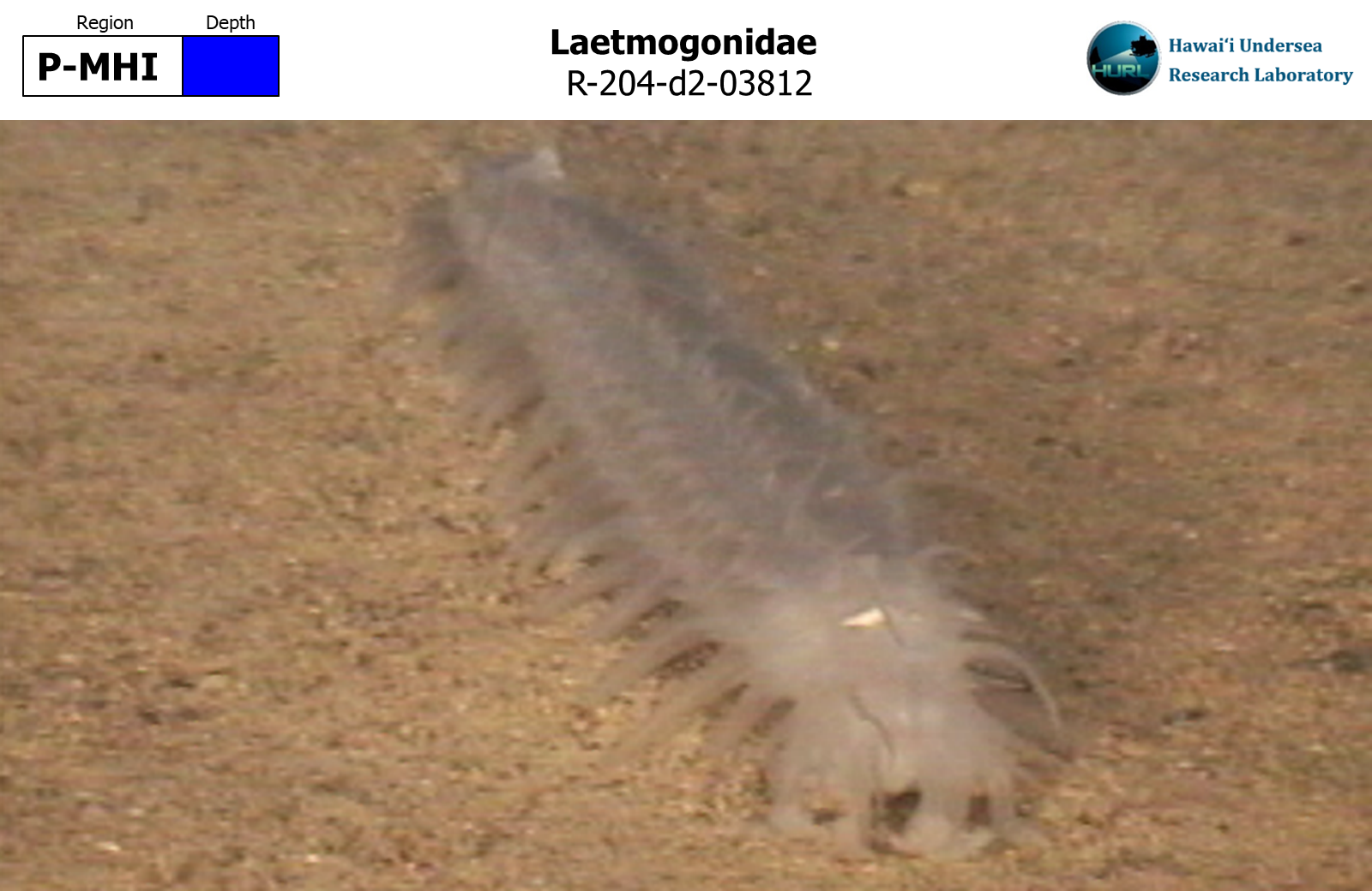 Laetmogonidae