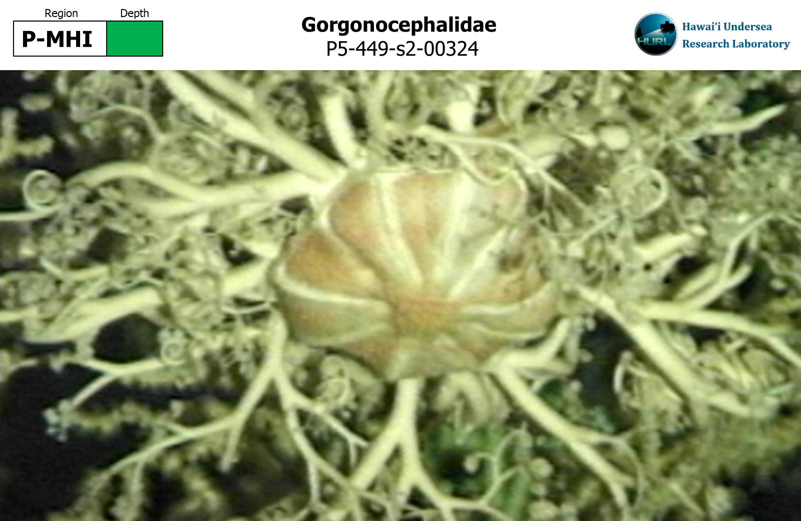 Gorgonocephalidae