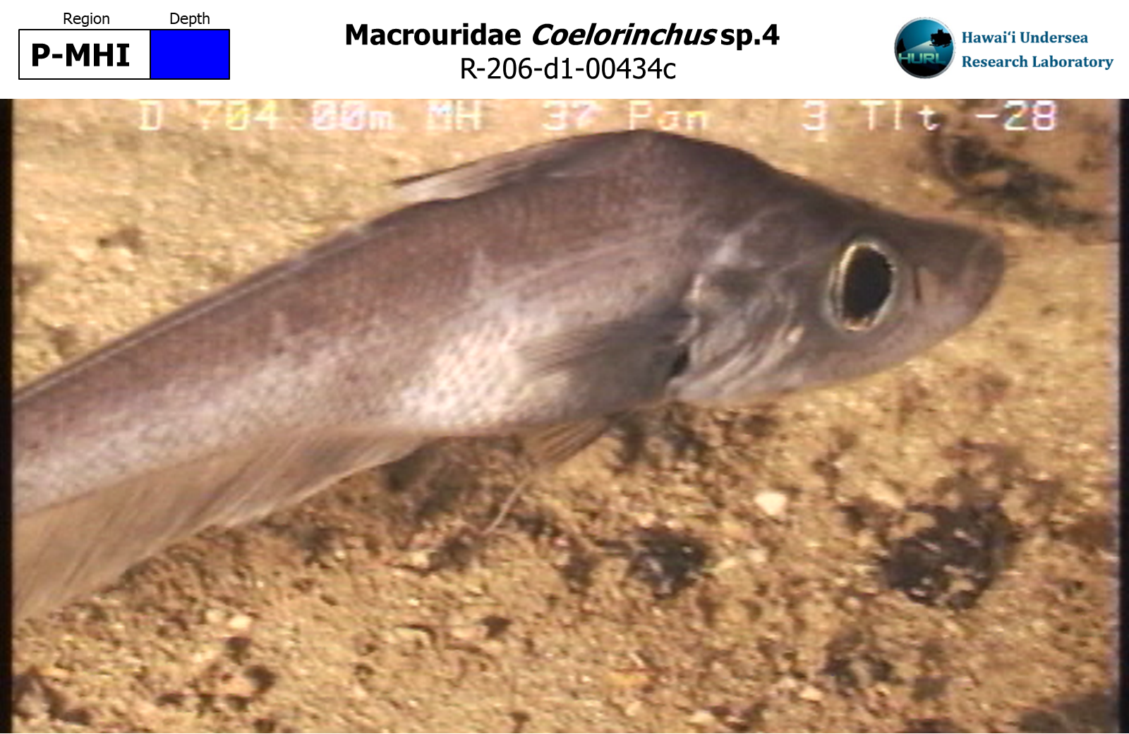 Hawaii Undersea Research Laboratory: Animal Image