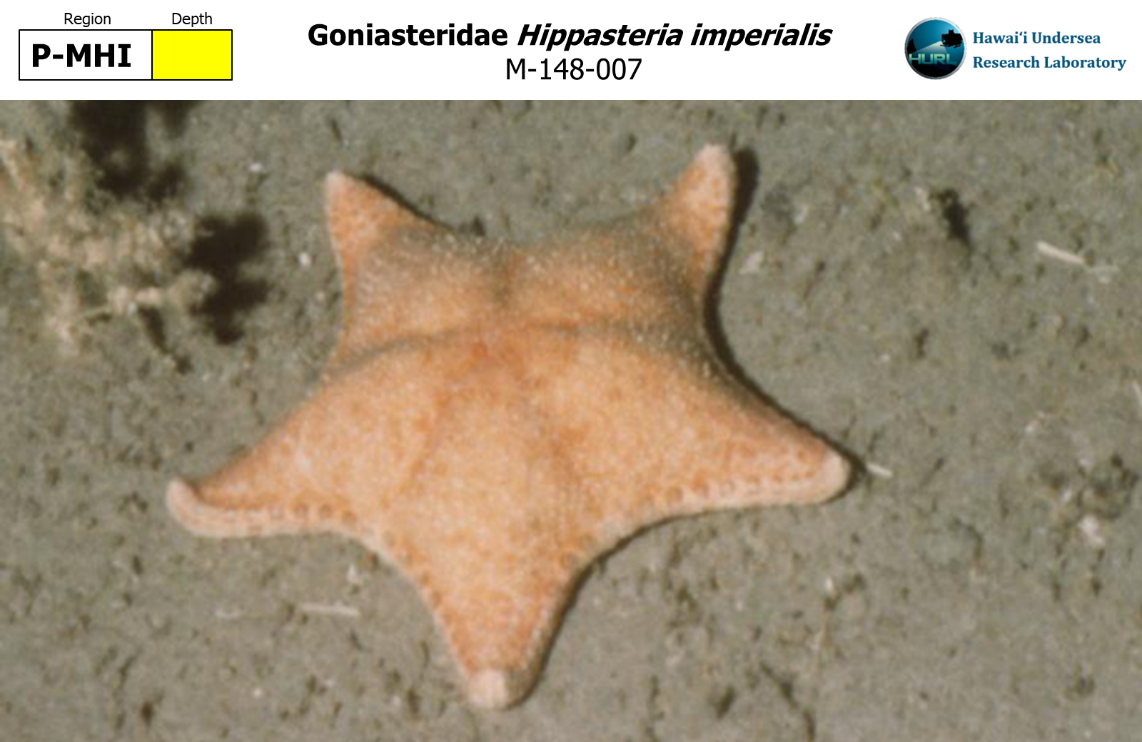 Hippasteria imperialis