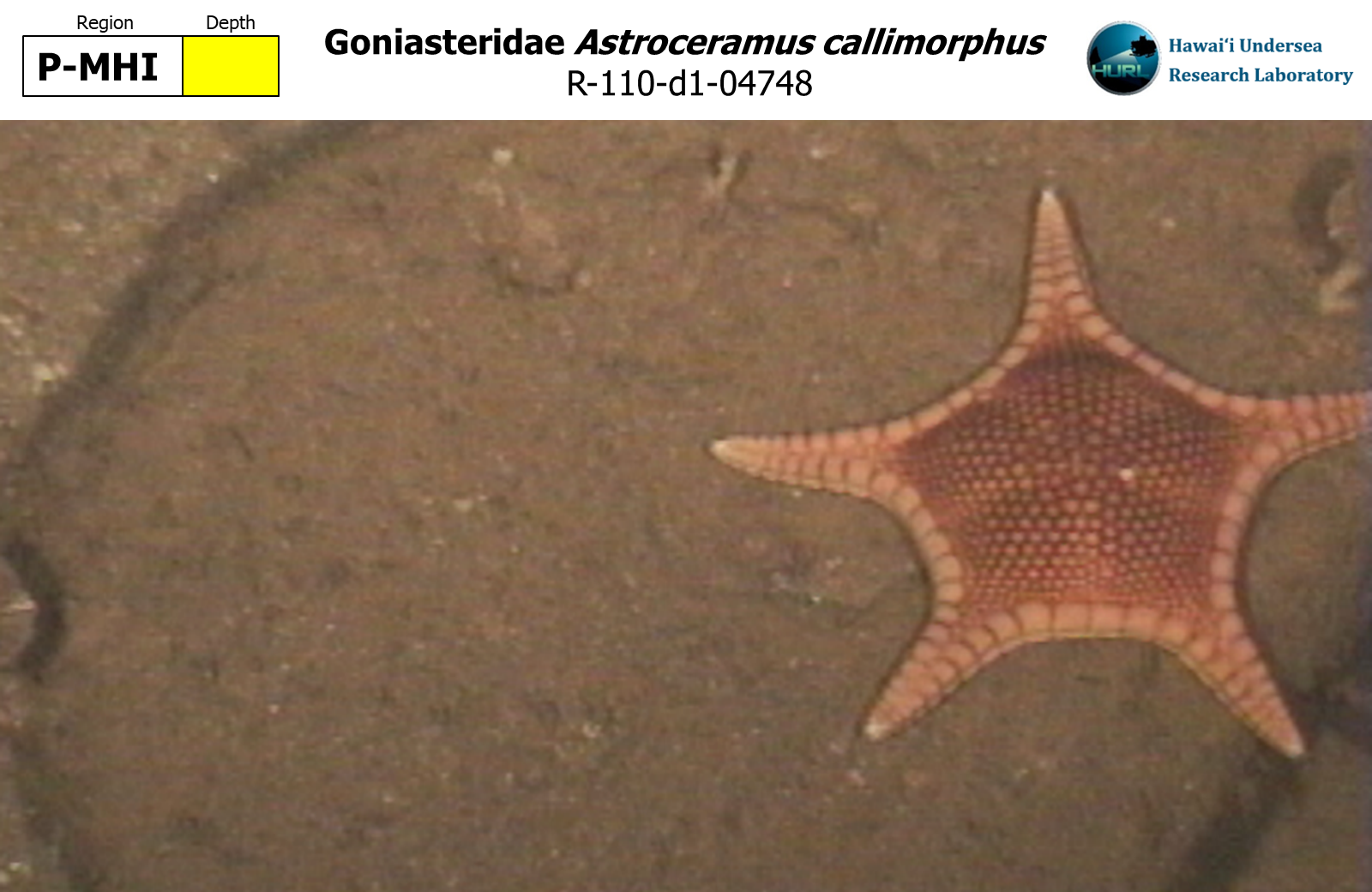 Astroceramus callimorphus