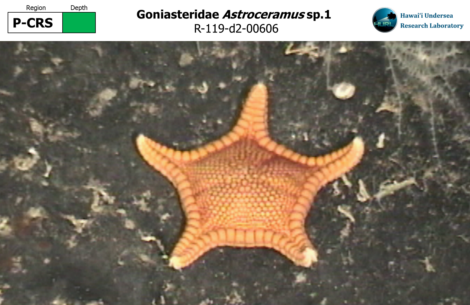 Astroceramus sp.1