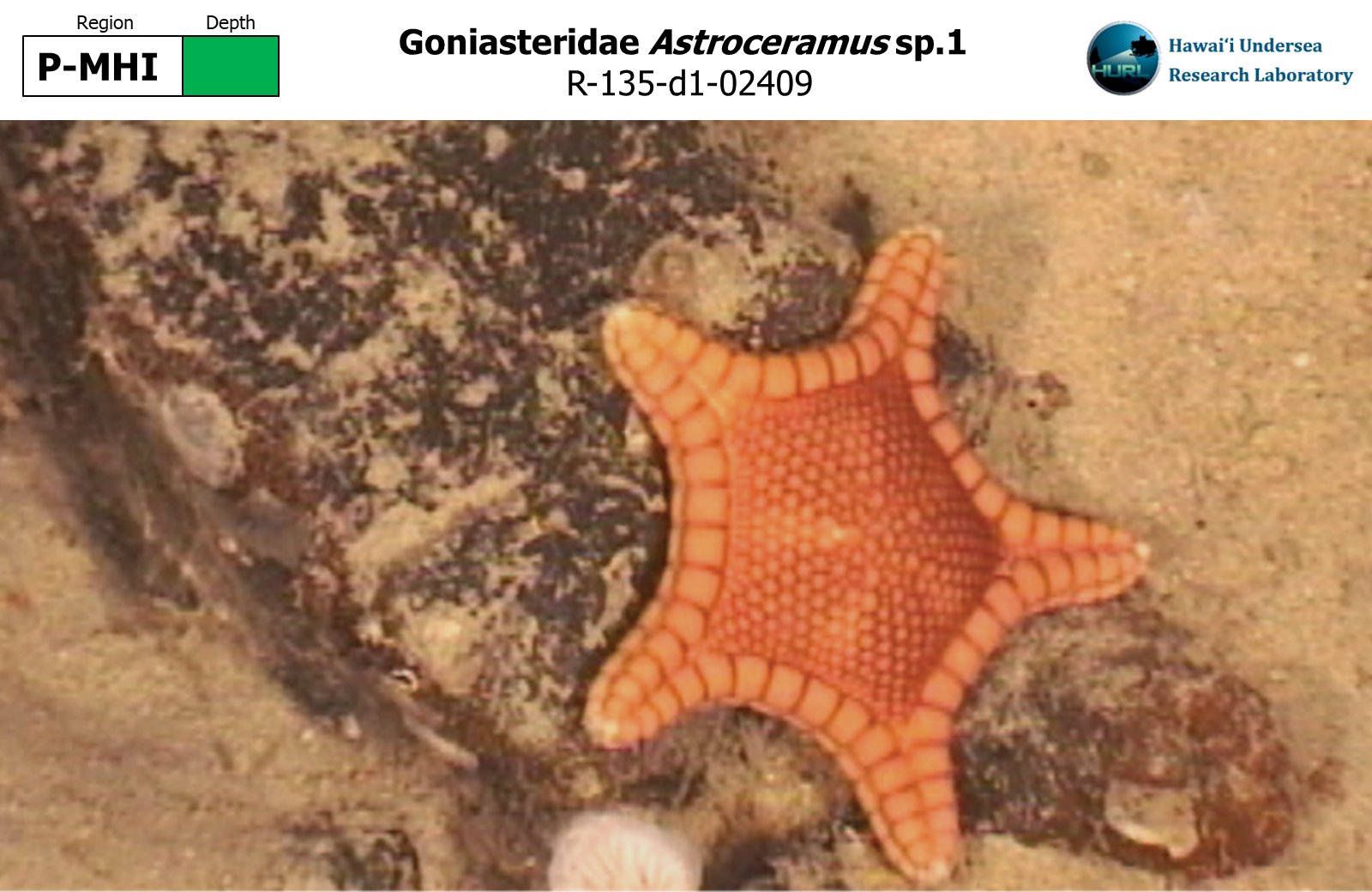 Astroceramus sp.1