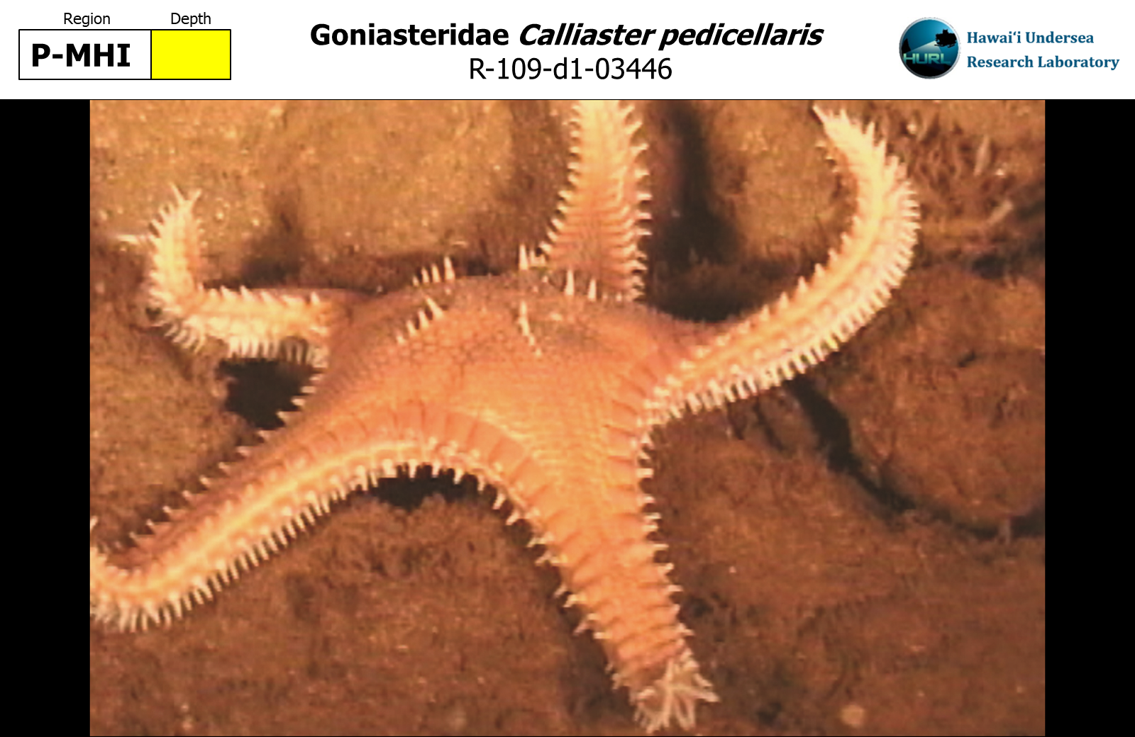 Calliaster pedicellaris