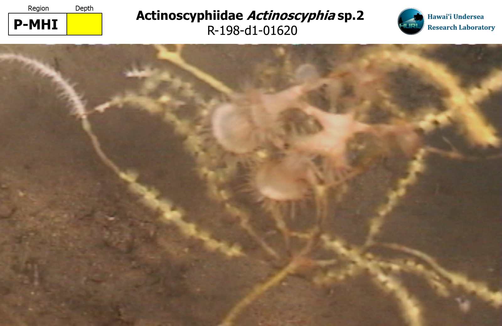 Actinoscyphia sp.2