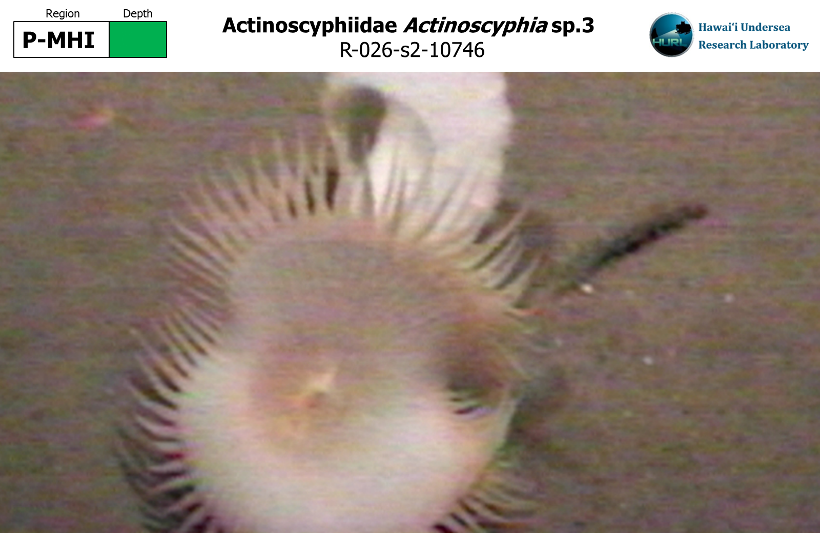 Actinoscyphia sp.3