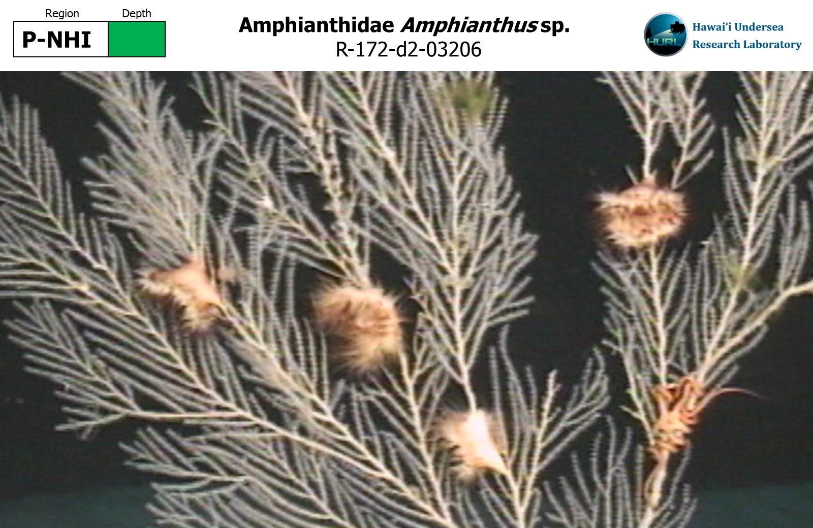 Amphianthus sp.