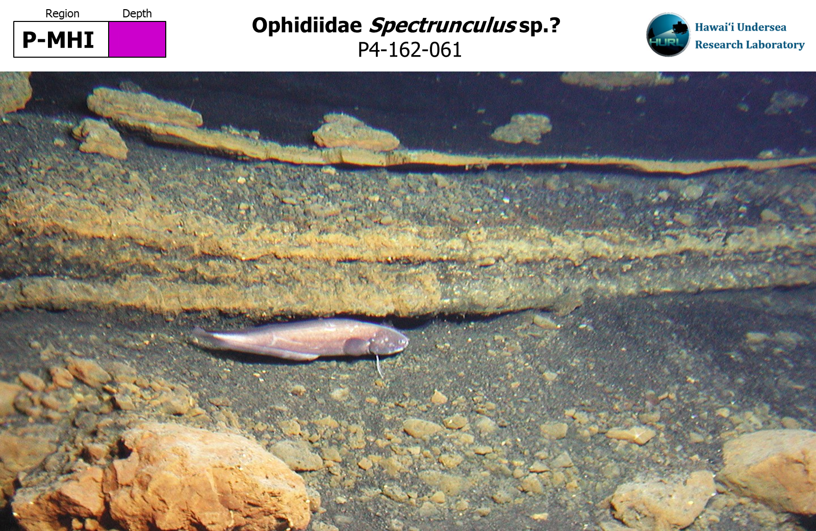 Spectrunculus sp.?