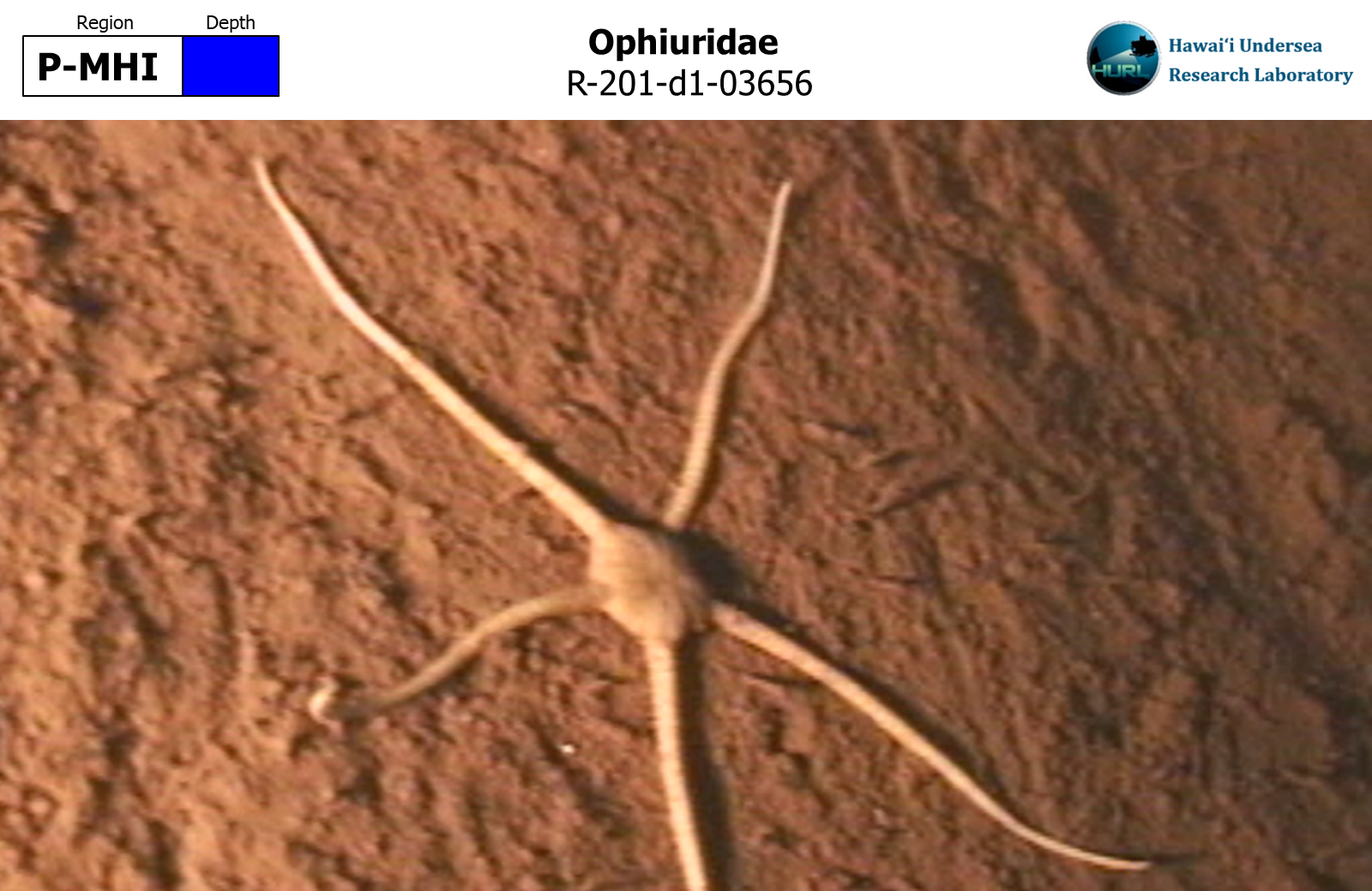 Ophiuridae