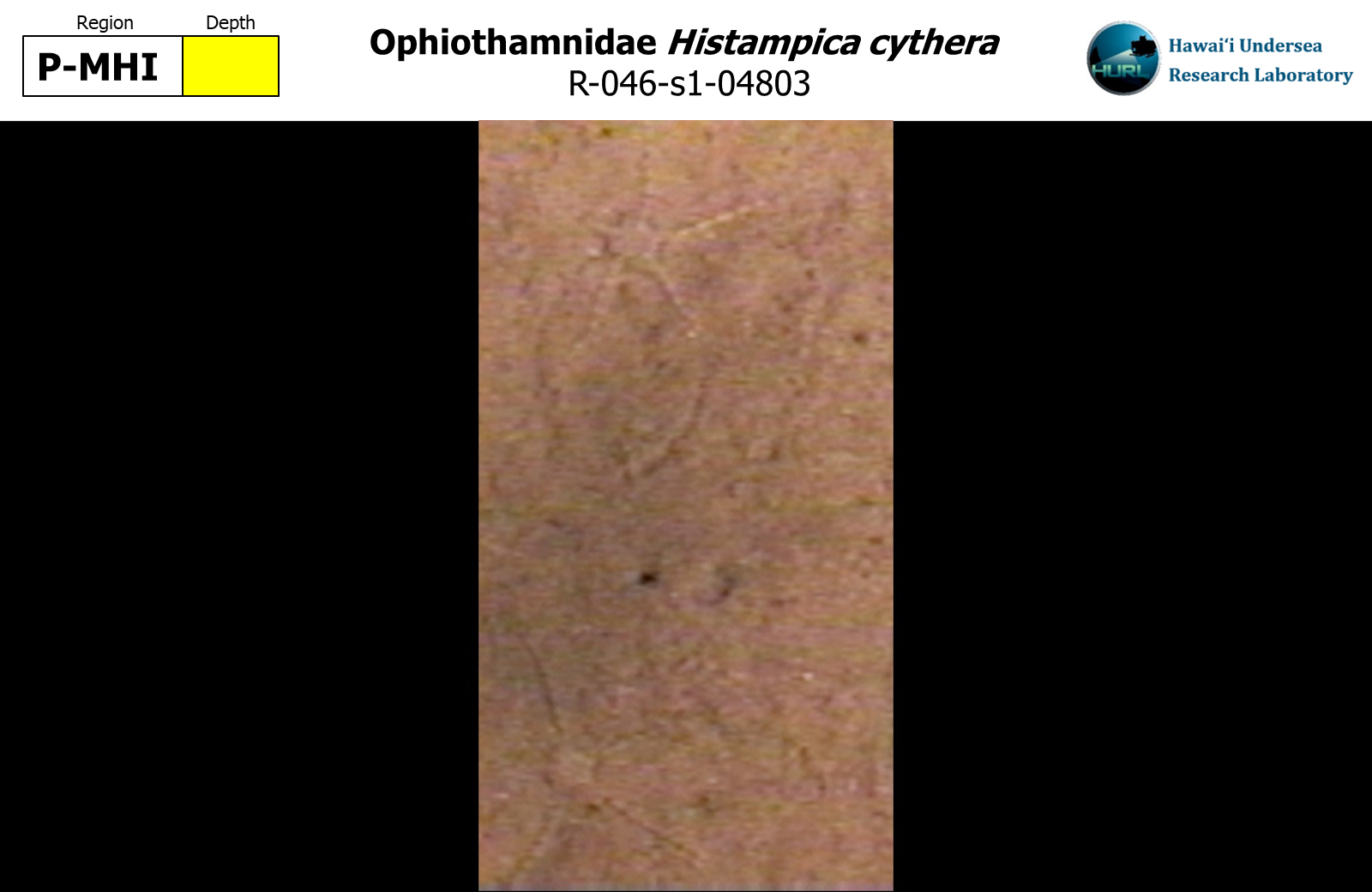 Histampica cythera