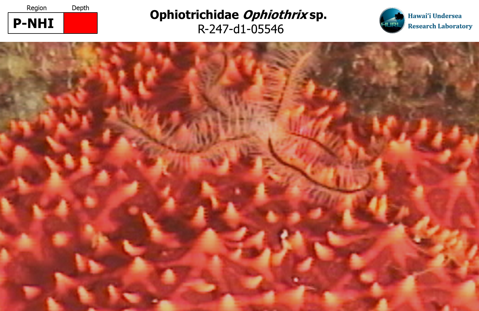 Ophiothrix sp.