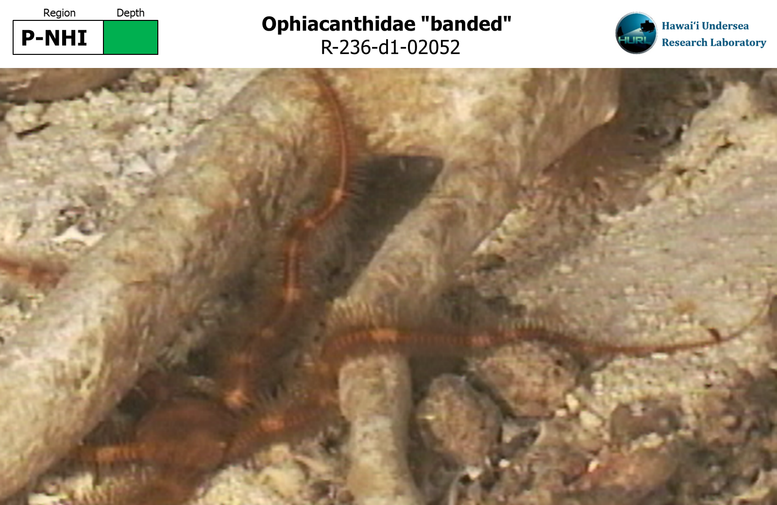 Ophiacanthidae "banded"