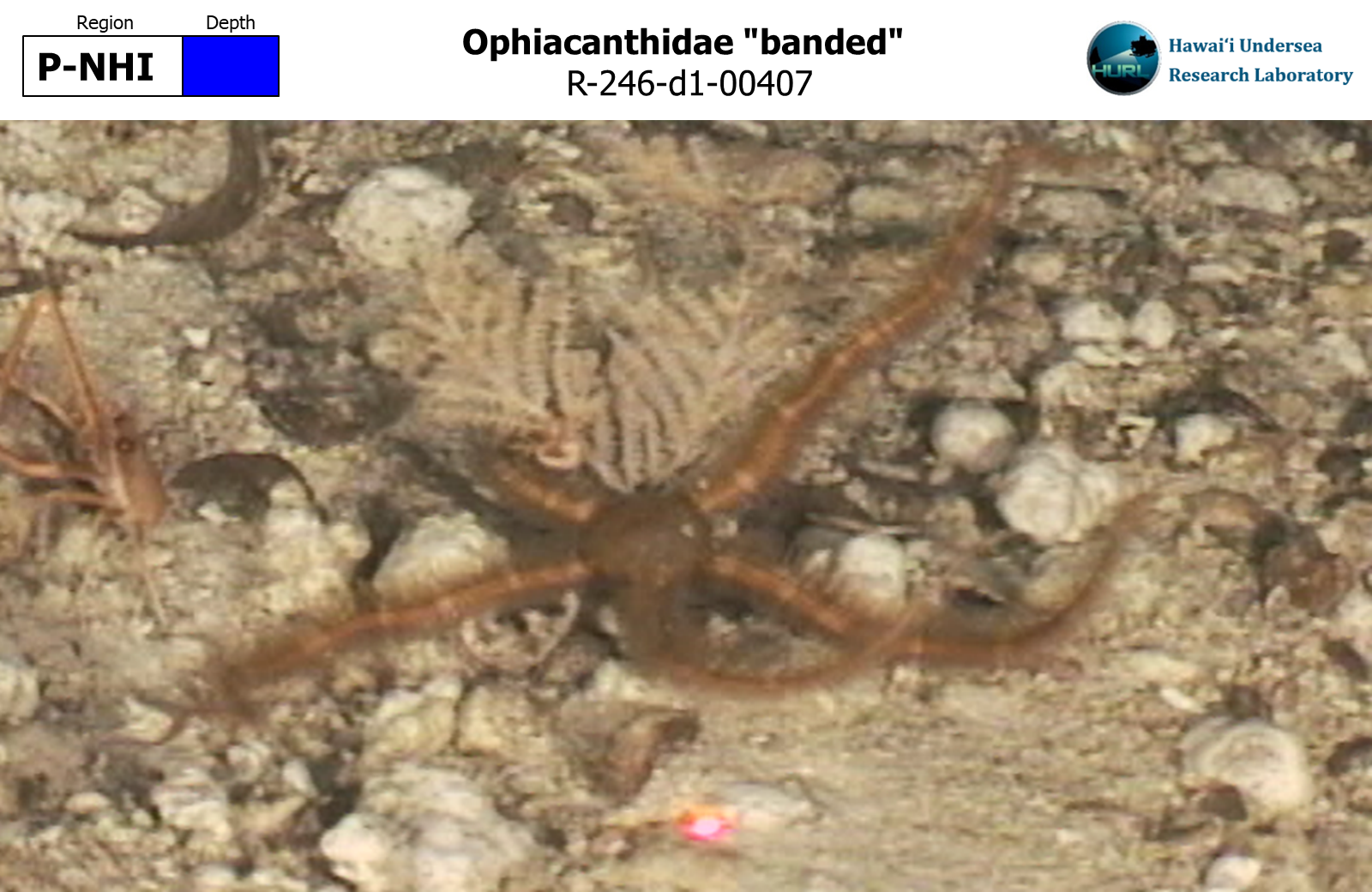 Ophiacanthidae "banded"