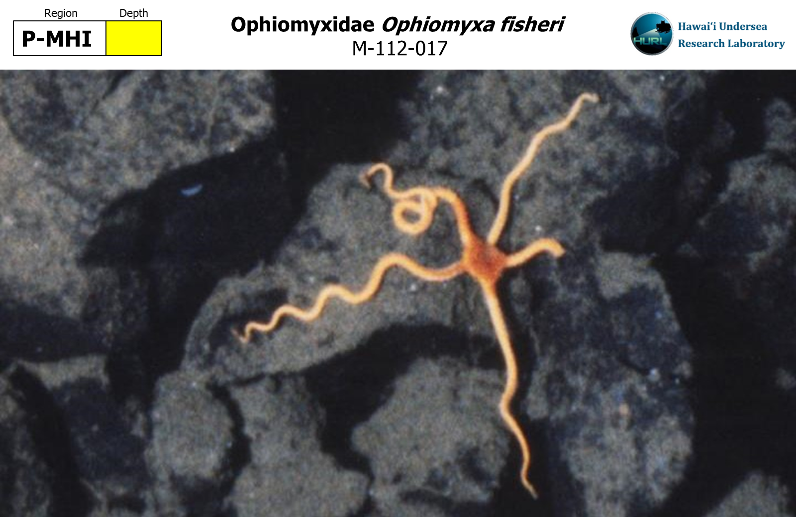 Ophiomyxa fisheri