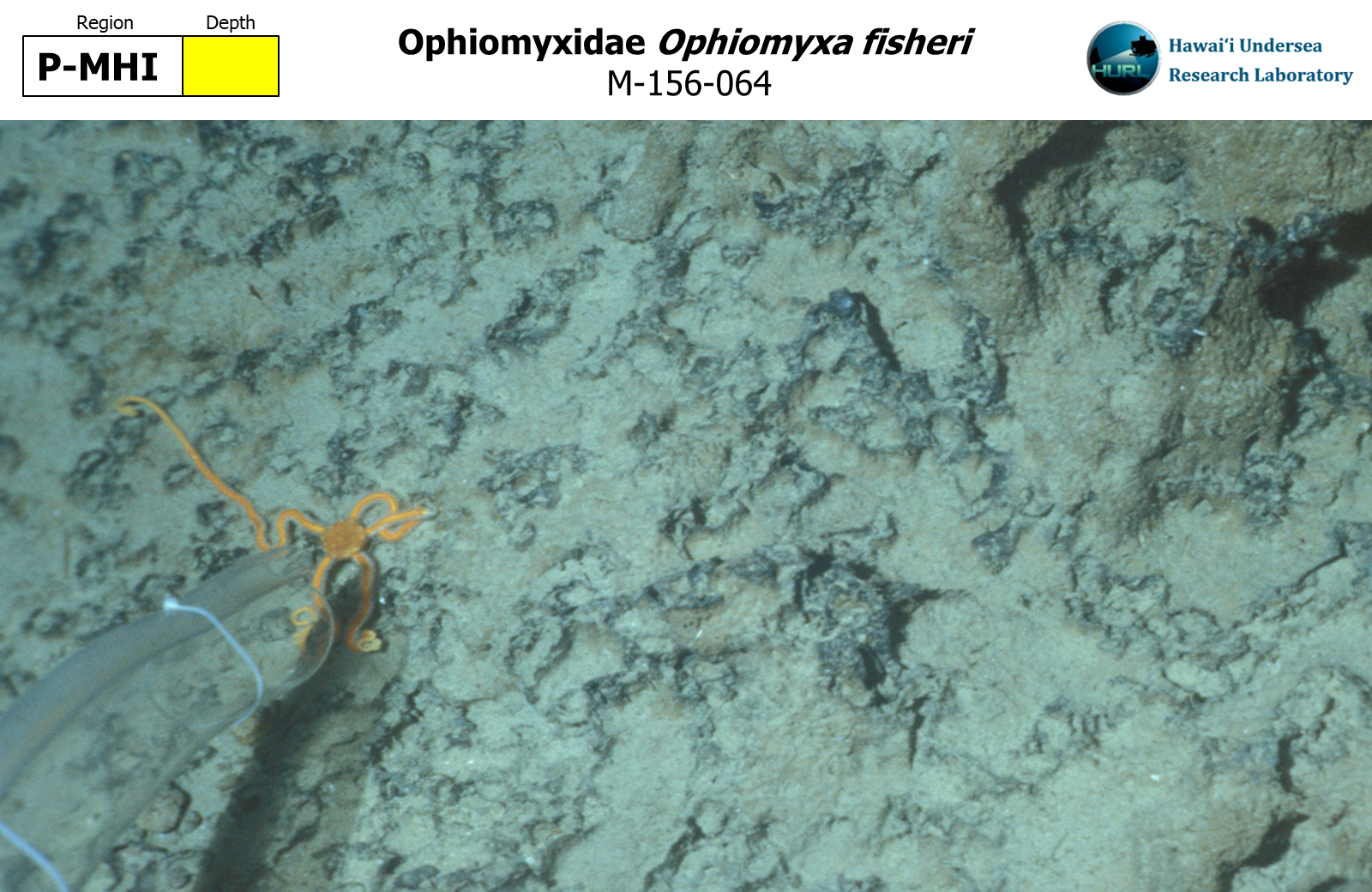 Ophiomyxa fisheri