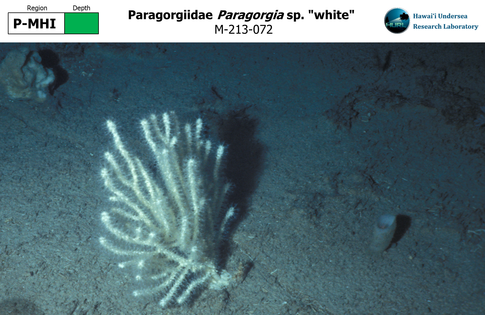 Paragorgia sp. "white"