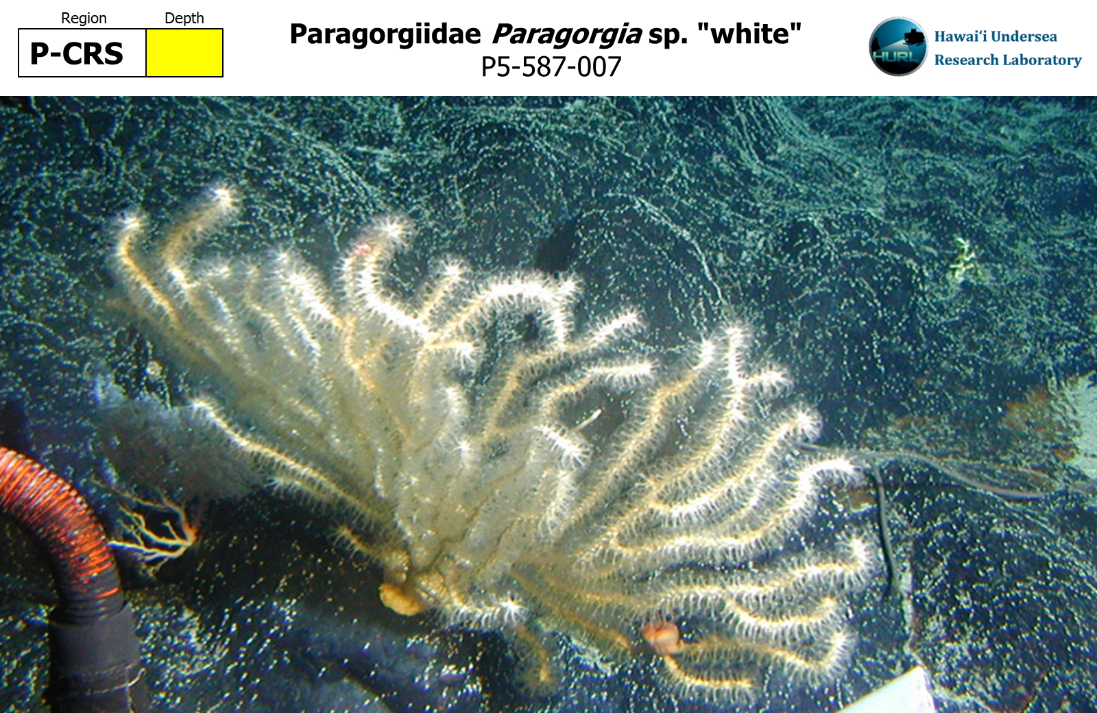 Paragorgia sp. "white"