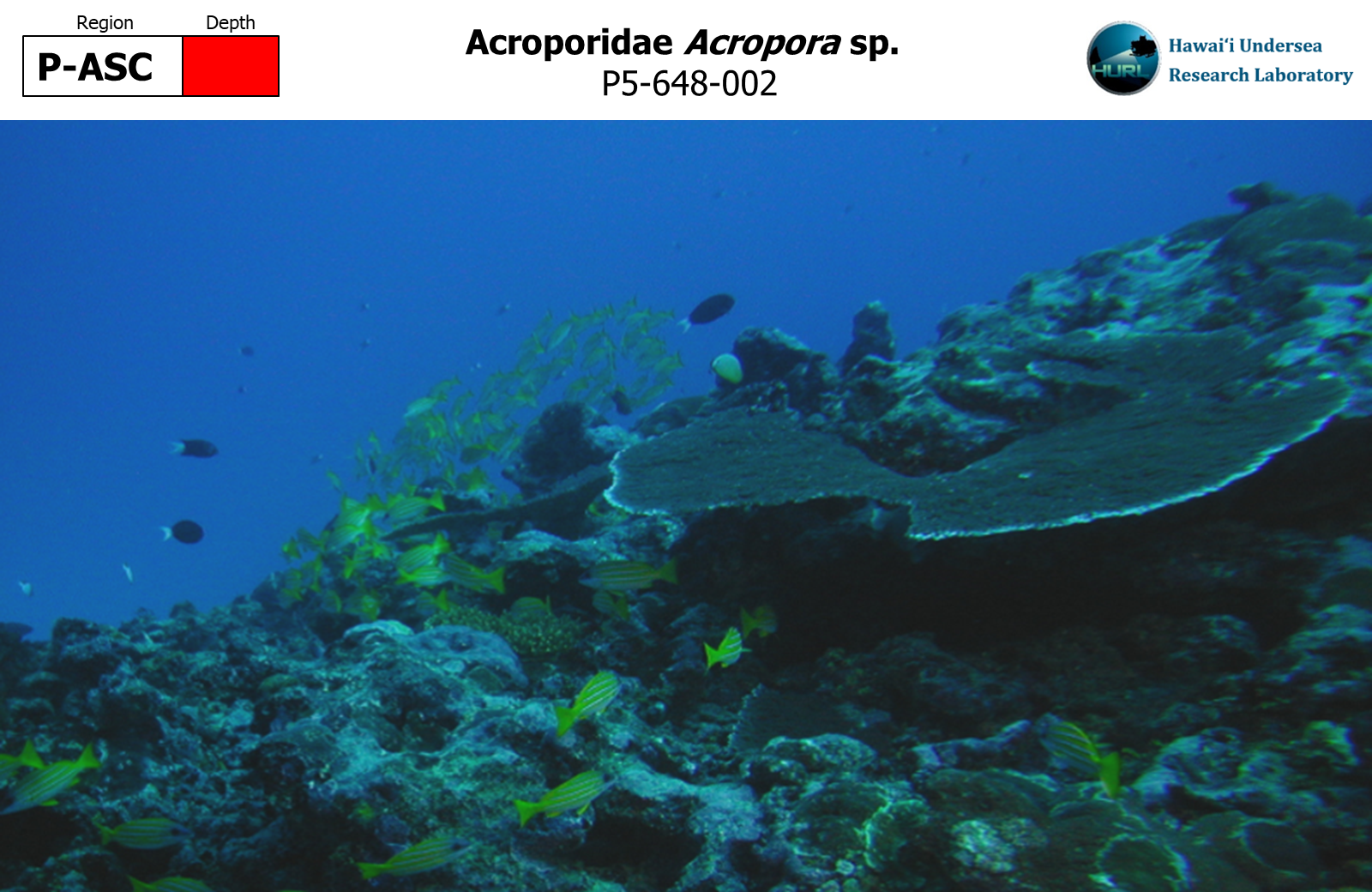 Acropora sp.