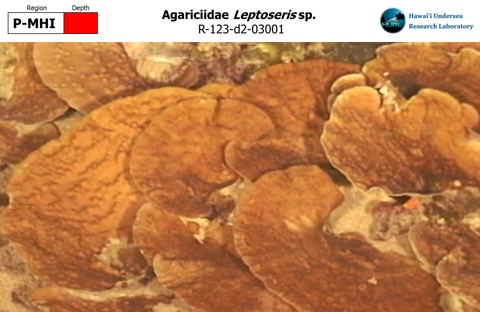 Leptoseris sp.