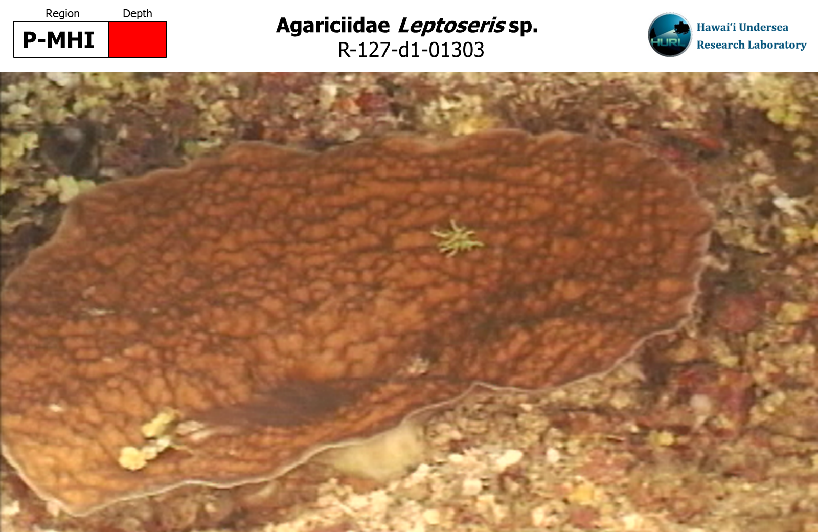 Leptoseris sp.